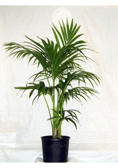 Videolu Areka Palmiyesi 1 Adet Saksılı/ Tüplü 80-110cm Iç Mekan Salon Palmiyesi Areca Palm