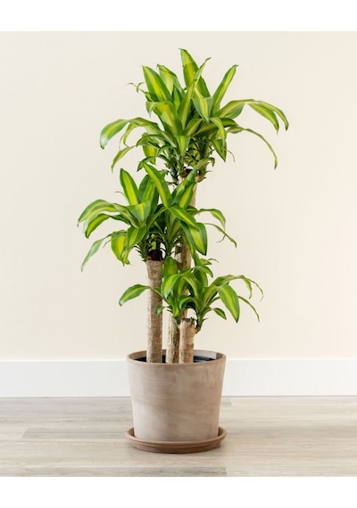 Dracena Massengena 3’lü 100-125 cm