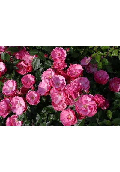 Tüplü Aşılı Yediveren Pembe Renkli Angele Gül Fidanı