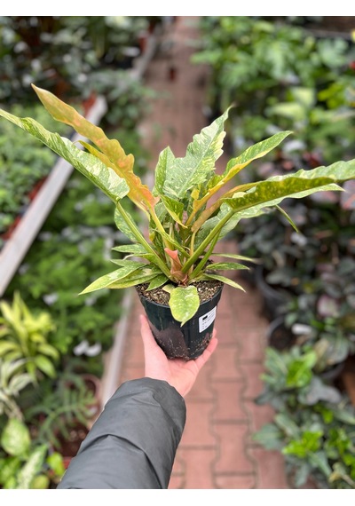 Philodendron 'Ring Of Fire' Ø14 CM Y25-30 CM