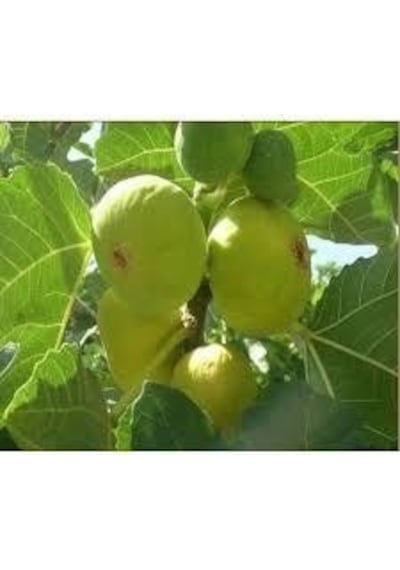 Tüplü Fidan Beyaz Lob Incir Fidanı
