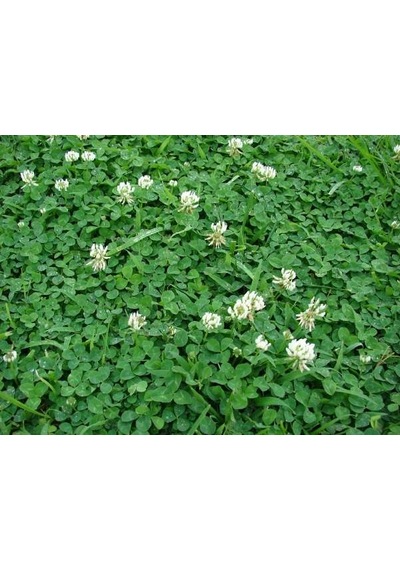 Üçgül Tohumu 500 GR Ak Üçgül Tohumu Aküçgül Tohumu Süs Yoncası