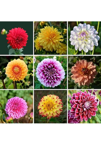 55 Adet Bodur Yıldız Dahlia Çiçeği Yumrusu Karışık12 Renk .yumru Boyu 9 Cm . Yeni Mahsul.çiçekli Boyu 45 Cm.