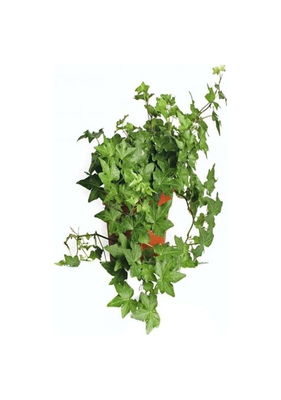 Videolu Büyük Yapraklı 1 Adet Duvar Sarmaşığı Fidanı Saksılı 50-80 Cm Climbing İvy