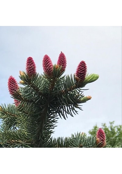 Picea Likiangensis Çin Ladini Tohumu 10 Tohum