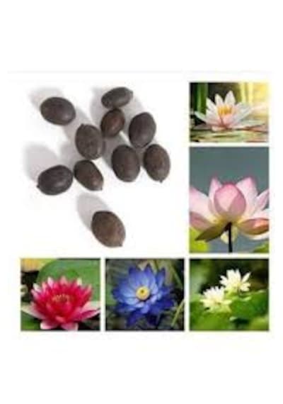Köy Tohumları Nadir Karışık Lotus Su Çiçeği Nilüfer Tohumu 10 Adet