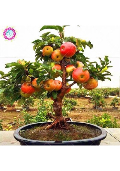 5 Adet Tohum Bodur Bonsai Elma Ağacı Tohumu Saksı Topraklı