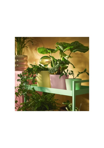 Ikea Doftrips Serisi, Sulama Düzeneği, 40 Cl, Pembe-yeşil