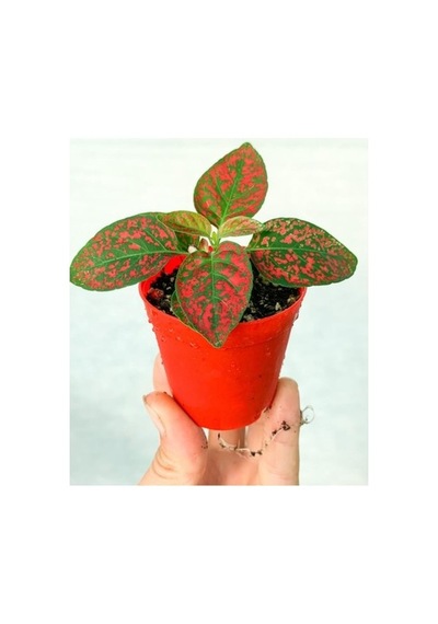 Fittonia Hostes Çiçeği Fidanı Çilli Kırmızı 10-20 Cm