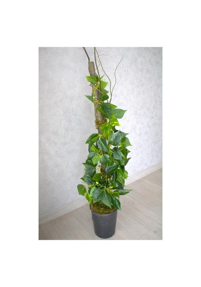 Yapay Bitki Sarmaşık Ağaç, 115 Cm, Siyah Saksı Çok Renkli