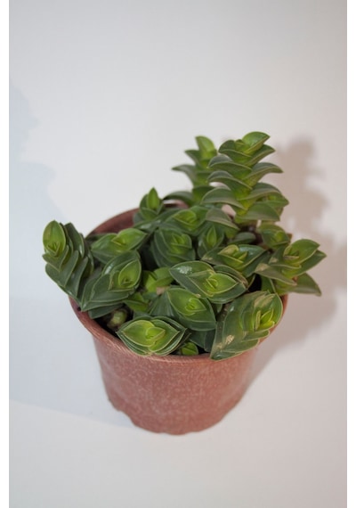 Callisia Navicularis Sukulent Tekli 5,5 Cm Saksıda Callisia Navicularis Sukulent Tekli 5,5 Cm Saksıda