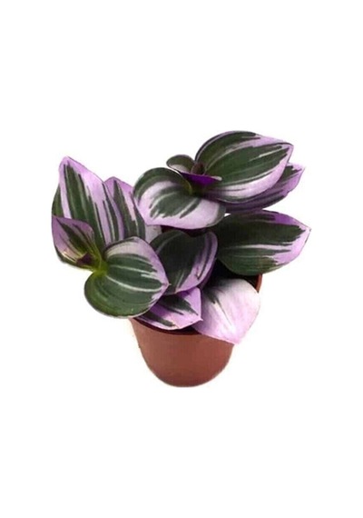 Çok Avantajlı Serada Decor&plant Mor Telgraf Çiçeği Nanouk Zebrina Sukulent 5,5 Cm 1.kalite