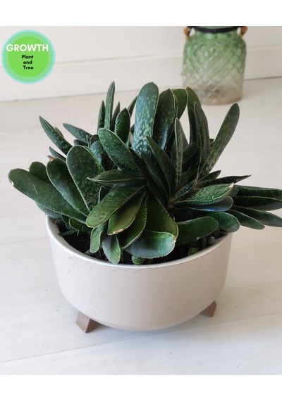 Gasteria Bicolor Sukulent İri Çaplı 1 Adet