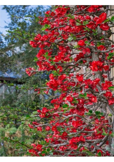 Videolu Japon Ayvası Bitkisi Fidanı 35 75 Cm 1 Adet Tüplü Dış Mekan Ağaç Japanese Quince