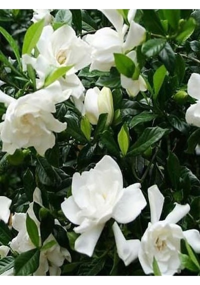 Kokulu Hediyelik 1 Adet Gardenya Çiçeği Saksılı 30-50cm Gardenia Flower