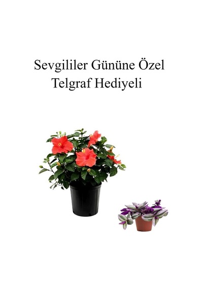 Kadınlar Gününe Özel Hediyelik Kırmızı Japon Gülü Çiçeği Telgraf Hediyeli