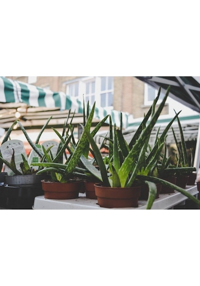 Aloe Vera Bitkisi Sarısabır Cilt Için Uygun Jel Aleovera 30 - 40 Cm