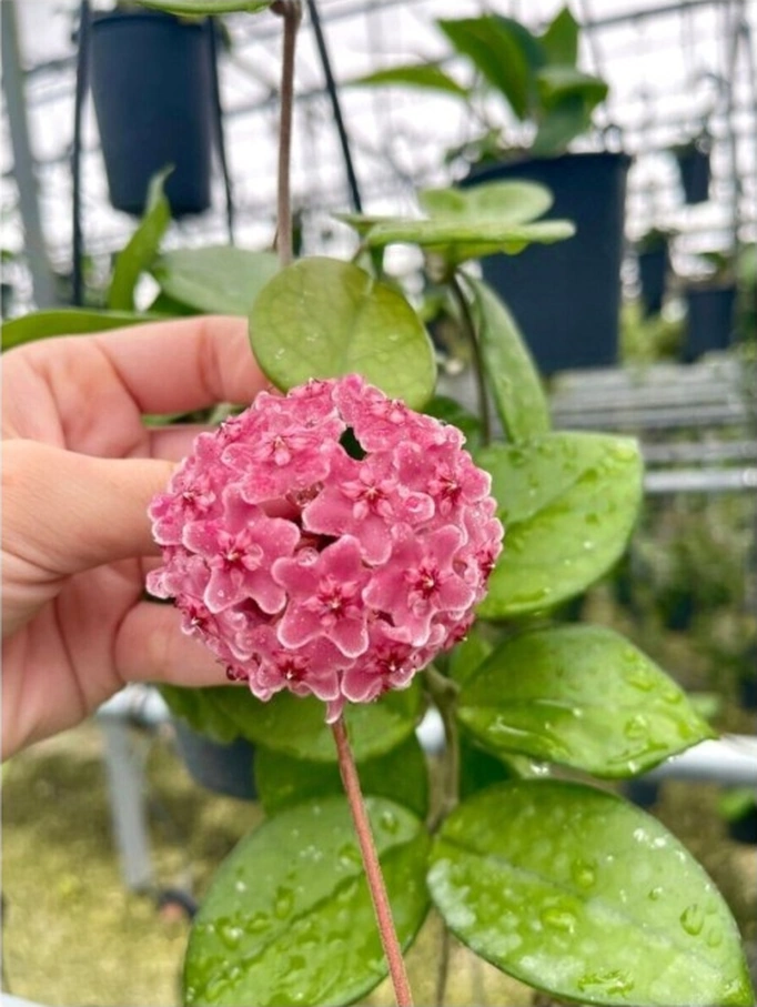 Pembe Renk Çiçek Açan Mum Çiçeği Fidanı 10-20 Cm