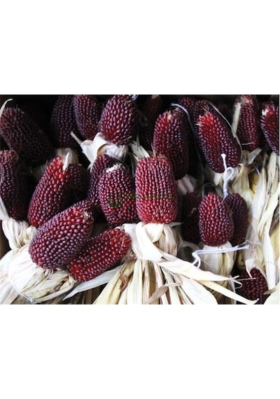 Yerli Çilek Mısır Strawberry Popcorn Tohumu 15 Adet