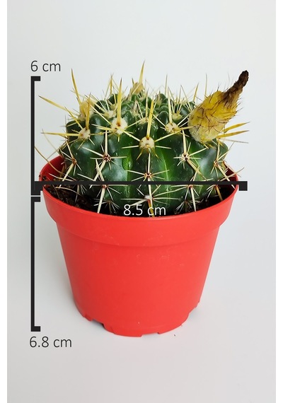 Notocactus Submammulosus Büyük Boy Kaktüs Sarı Çiçek Açan Canlı
