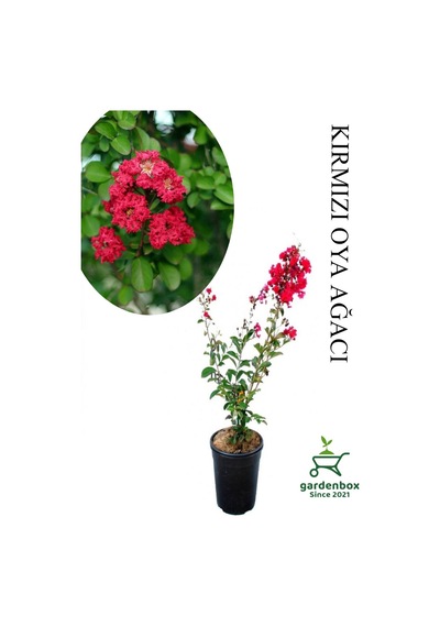 Kırmızı Renk Oya Ağacı Fidanı 1 Adet Saksılı 30-60cm Çiçekli Ağaç