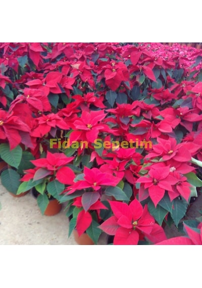 Poinsettia Atatürk Çiçeği 30-40 Cm