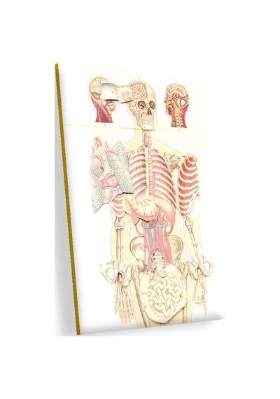 Cakasepetim İç Organlar İnsan Anatomisi Görseli Ahşap Mdf Tablo