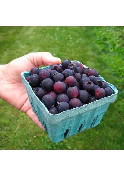 Saskaton Berry Fidanı
