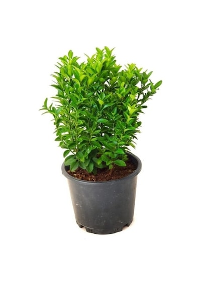 Yeşil Sütun Taflan Fidanı 10-20 Cm
