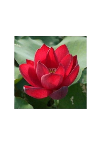 5 Adet Tohum Organik Lotus Kırmızı Su Zambak Tohumu Kaliteli Hasat Nilüfer Çiçek Tohumu
