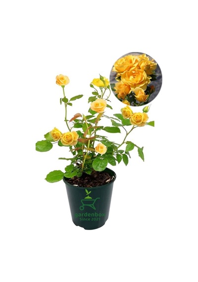 Yediveren Sarı Renk Gül Fidanı 1 Adet Saksılı 30-60cm Dış Mekan Çiçeği