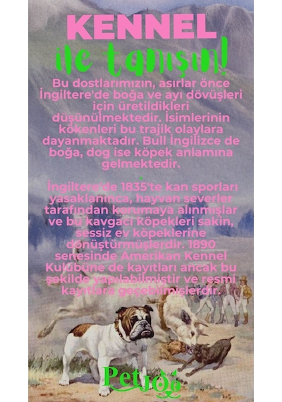 Petjoo 16.Kennel Yeşil-Pembe Qr'lı Köpek Künyesi