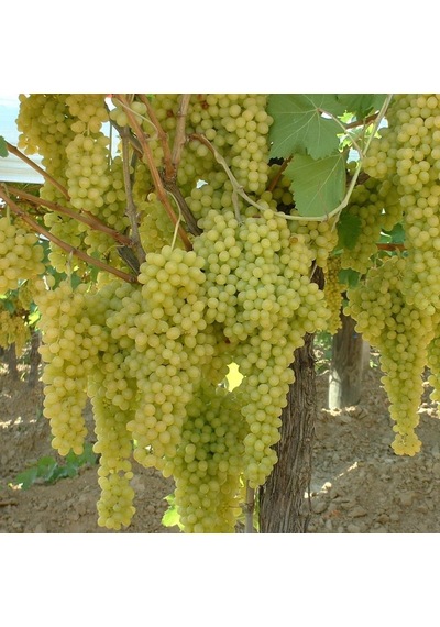 Tüplü Yellow Razaki Üzüm Fidanı