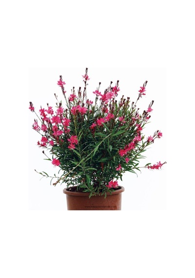 Videolu 1 Adet Kırmızı Gaura Fidanı 30-60 Cm Saksılı Çiçekli Bodur Bitkiler Gaura Lindheimeri