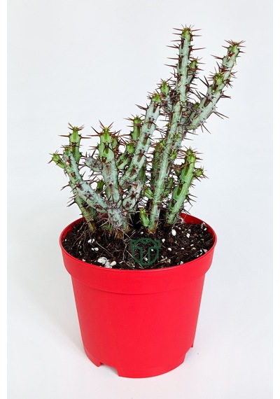 Euphorbia Aeruginosa Özel Tür Kücük Sarı Çiçek Veren Sütleğen Mav
