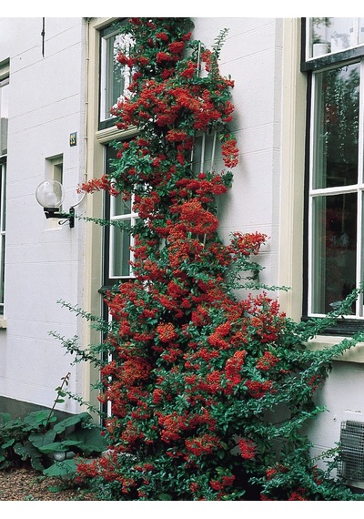 Ateş Dikeni - Pyracantha 5 Adet