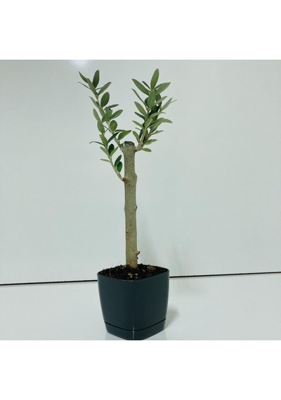 Siyah Lüx Saksıda Bonsaiye Uygun Zeytin Fidanı