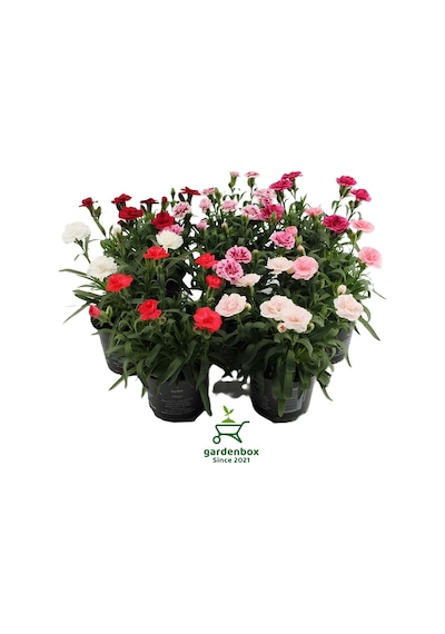 Yoğun Kokulu Krem Karanfil Çiçeği Bodur Cins 1 Adet Saksılı 15-25cm