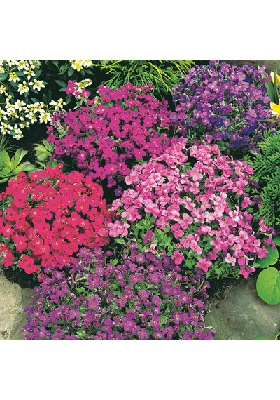 100+ Aubrieta Karışık Çiçekli Yer Örtücü Tohumu N115027