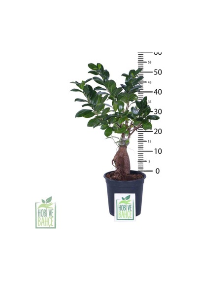 Ginseng Bonsai, Büyük Yaş - Ficus Microcarpa - Bitki Boyu 40-60 Cm