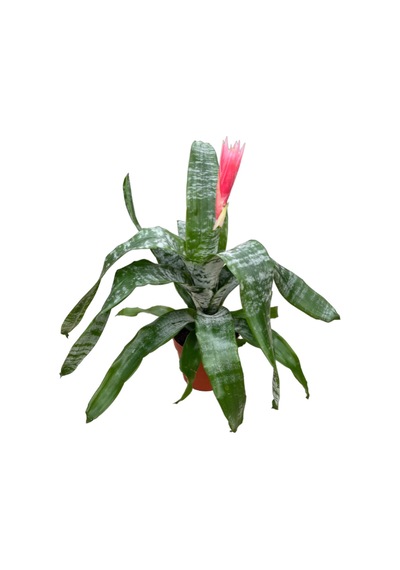 Aechmea Fasciata (Kupa Çiçeği) Ø12 CM Y35-40 CM