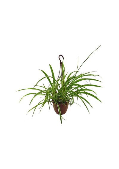 Chlorophytum - Kurdele Çiçeği (19 Cm Saksıda)