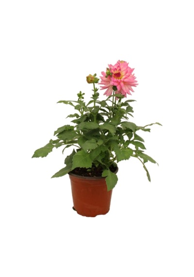 Dahlia - Yıldız Çiçeği - Dalya Bitkisi Pembe Renk Dış Mekan Balkon Bahçe Peyzaj
