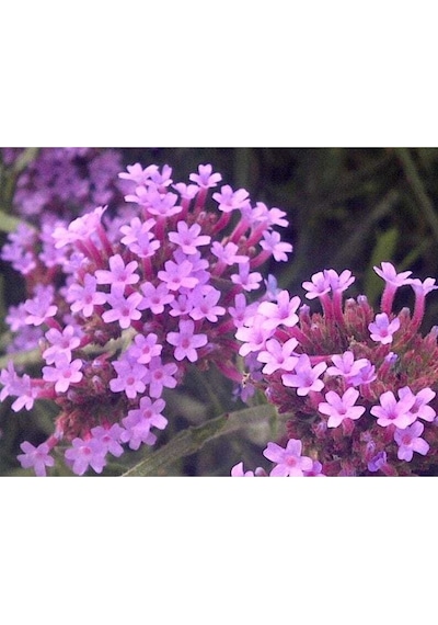 15 Adet Buenos Aıres Verbena Brazilian Purple Tohumu