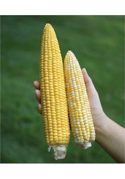 İthal Nadir Uzun Mısır Tohumu 5 Adet Tohum 45-50 Cm Uzayan Mısır Tohumu