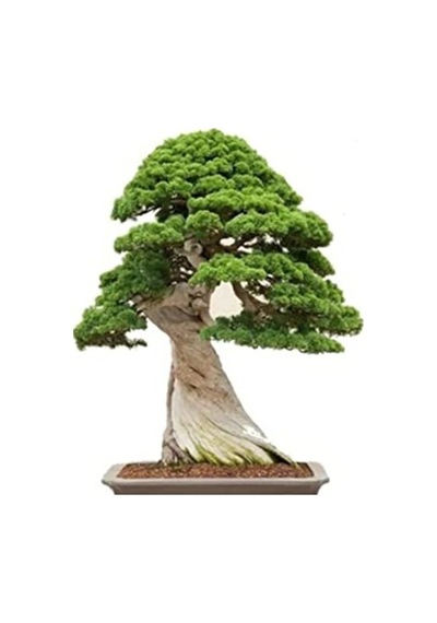 Bonsai Ağacı Tohumu Seti, 5 Adet Okaliptüs Tohumu