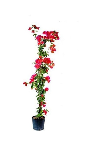 Videolu Kırmızı Begonvil Fidanı 1adet Saksılı 50-110cm Red Bougainvillea