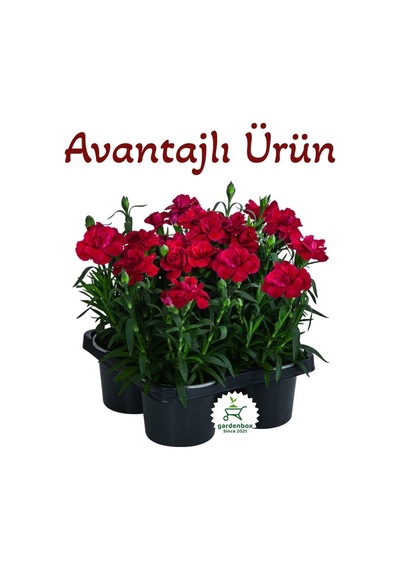 Avantajlı Yeni Sezon Kokulu Kırmızı Renk Karanfil Çiçeği 4 Adet Saksılı Bodur 15-25cm