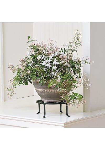 Jasminum polyanthum – Çin Yasemini