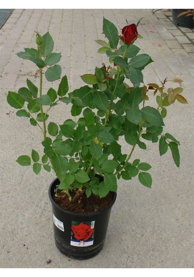 Kırmızı Gül Fidanı Yediveren Salon Gülü 20-40cm White Rose